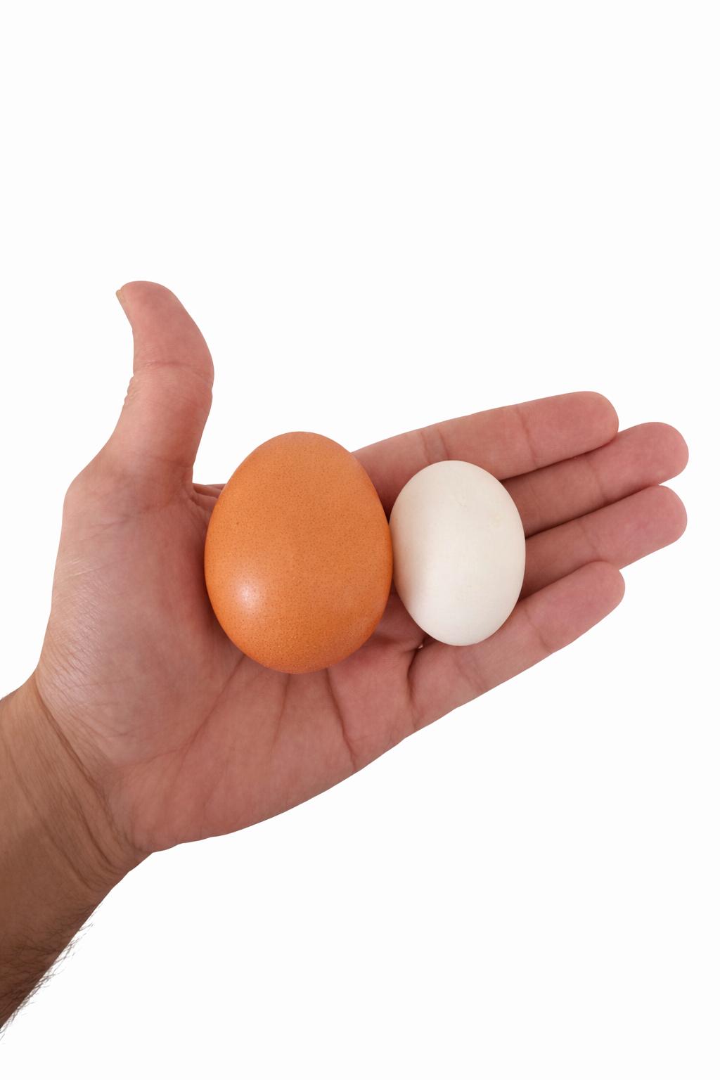 Golden Eggs XL 1dz - Primetallow